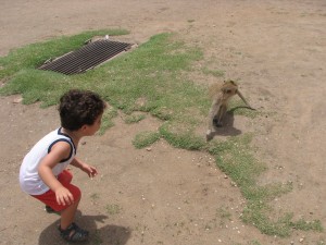 singes-macaques-lopburi