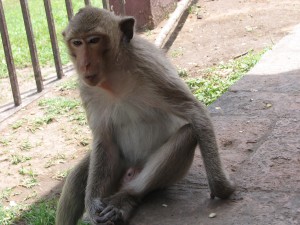 monos en prang sam yot tailandia