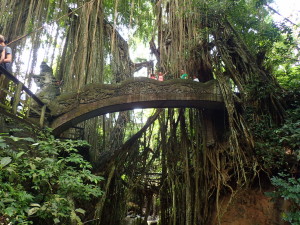 Forest-monkey-ubud
