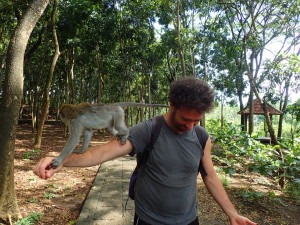 Macaque-ubud