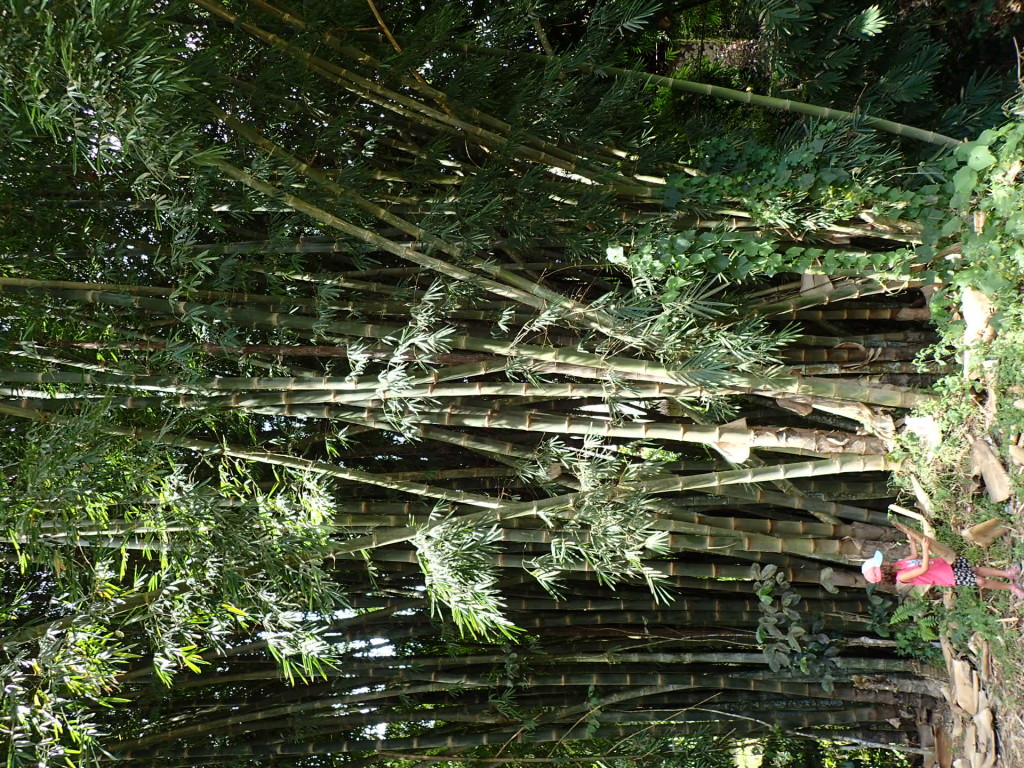 Bajawa-bambou