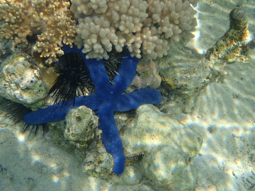 Ring-snorkeling-flores