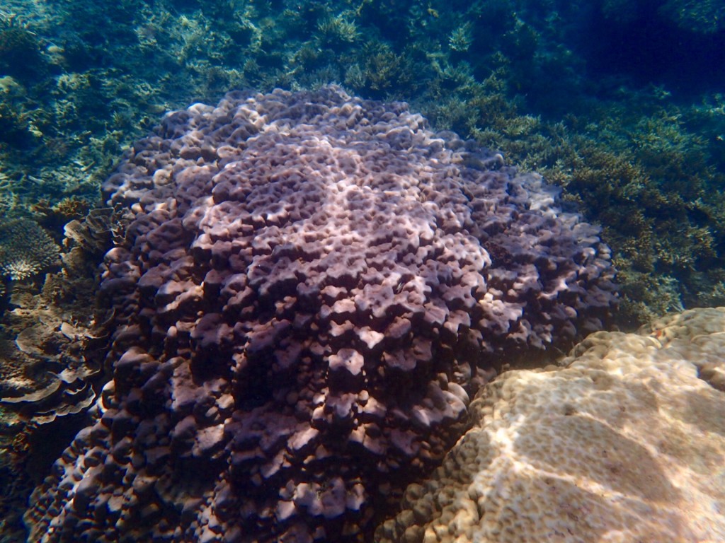 Perhentian-coraux-malaisie