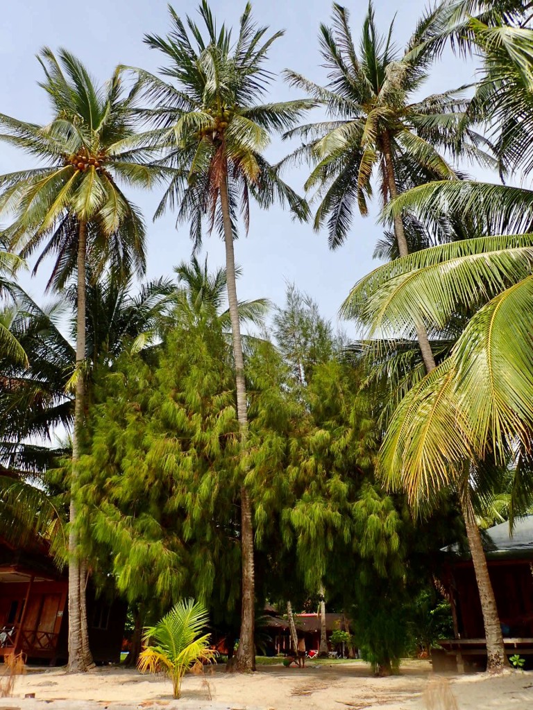 Perhentian-palmeras