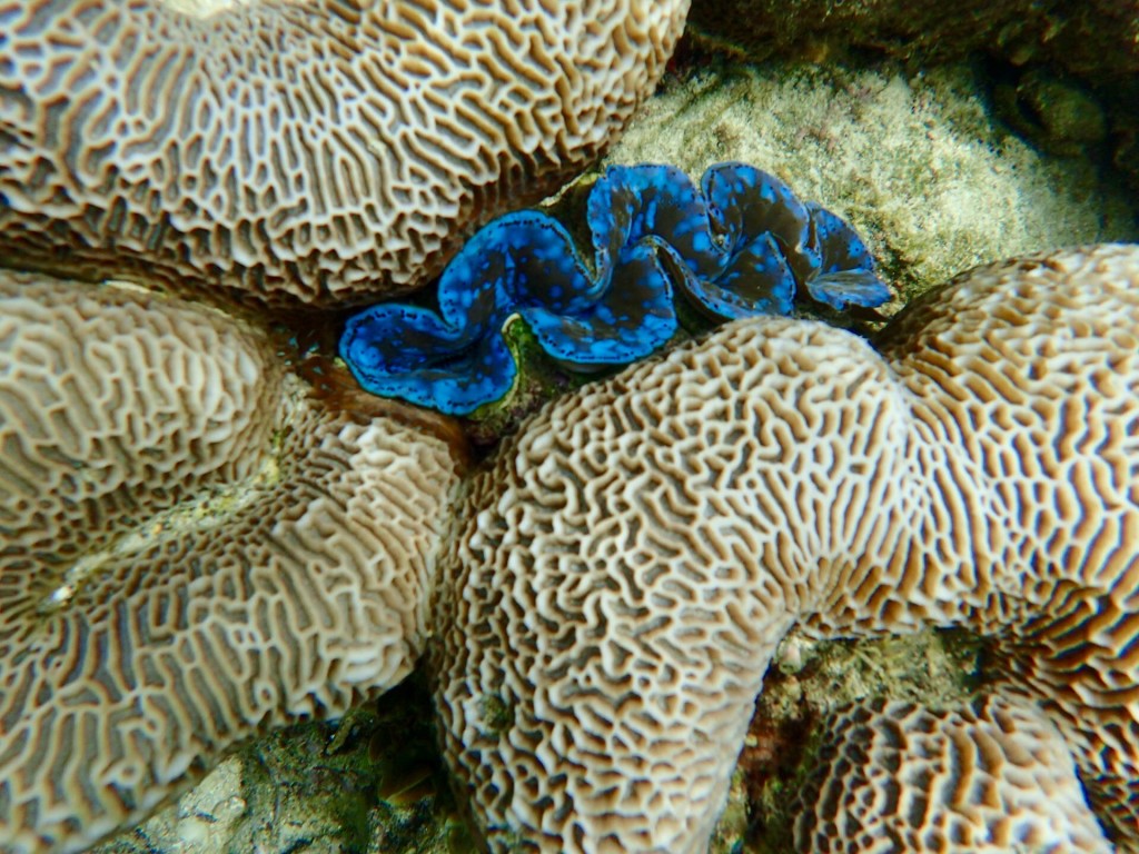 Perhentian-corales