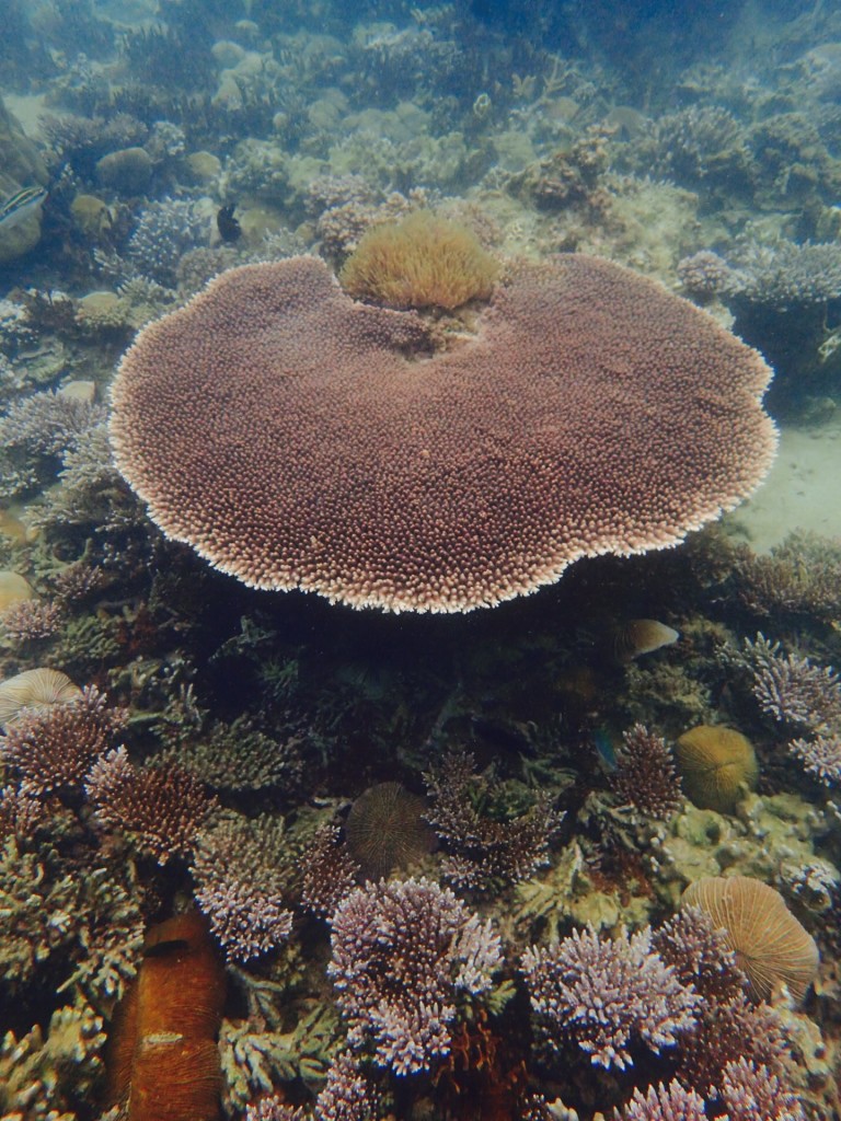Kapas-arrecifes