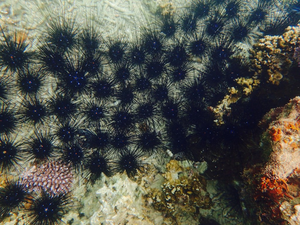 Kapas-isla-de-corales-mar