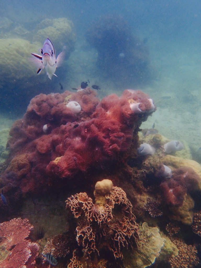 Kapas-coraux-mer
