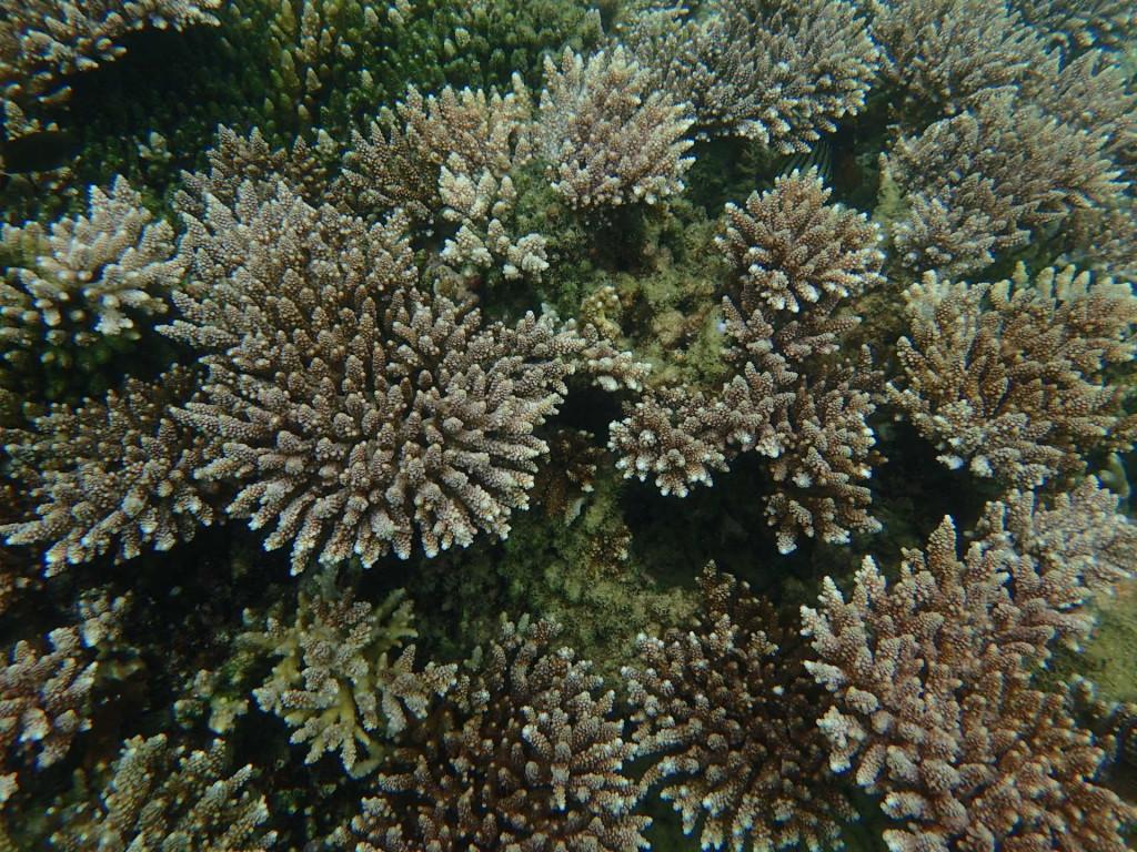 Kapas-rehabilitation-coraux