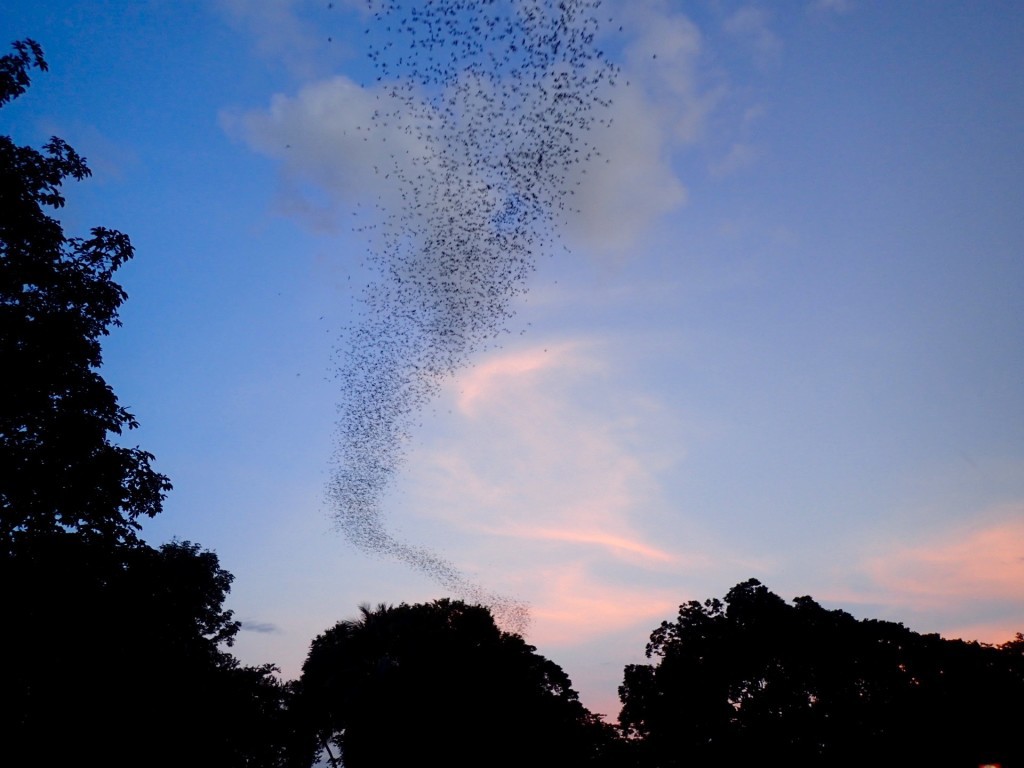 battambang-chauves-souris-murcielagos
