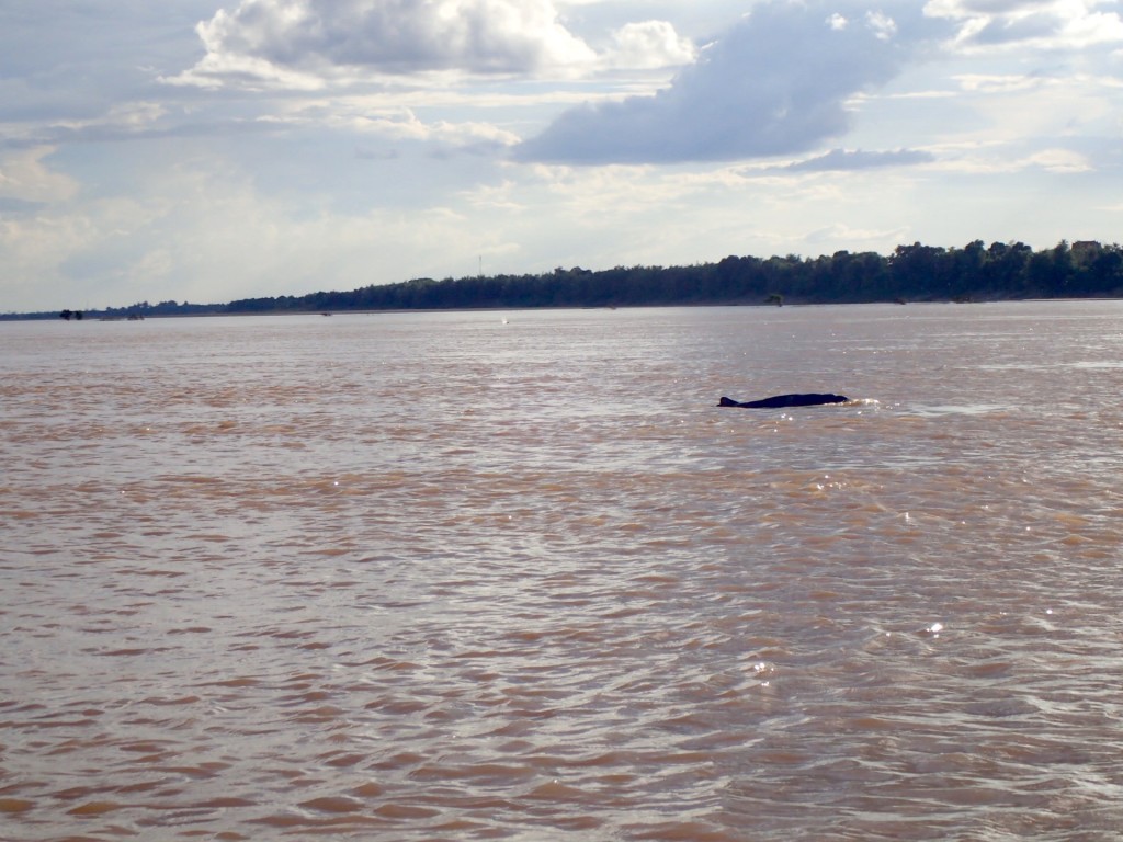 Irrawaddy-dauphin-delfin